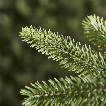 Novogodišnja jelka Calgary Spruce 210cm